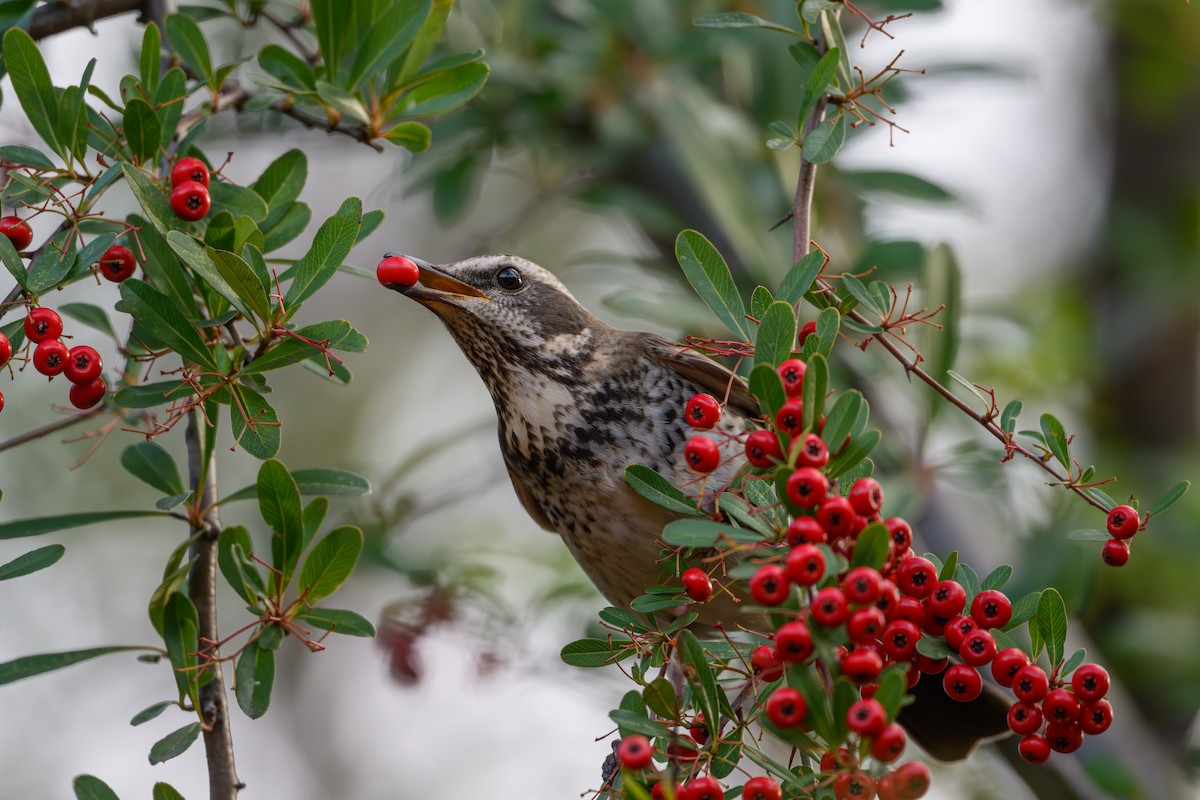 Dusky Thrush - ML646895502