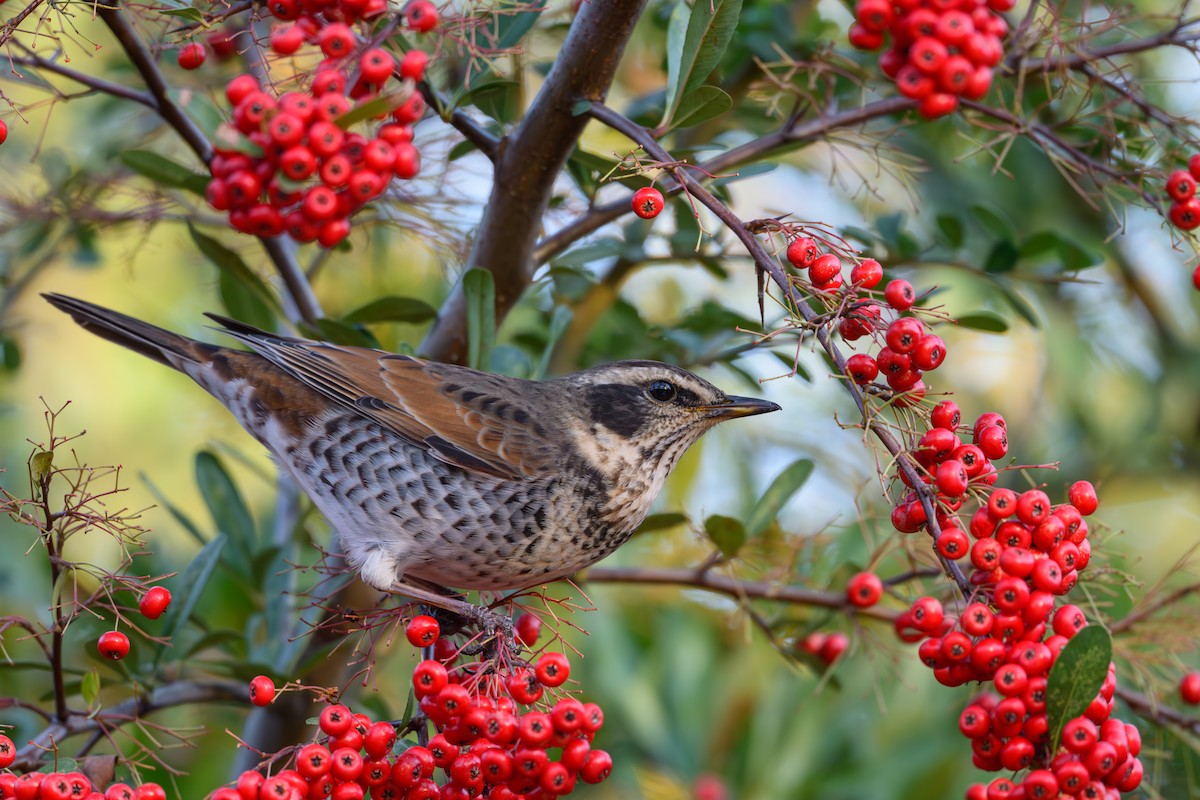 Dusky Thrush - ML646895504