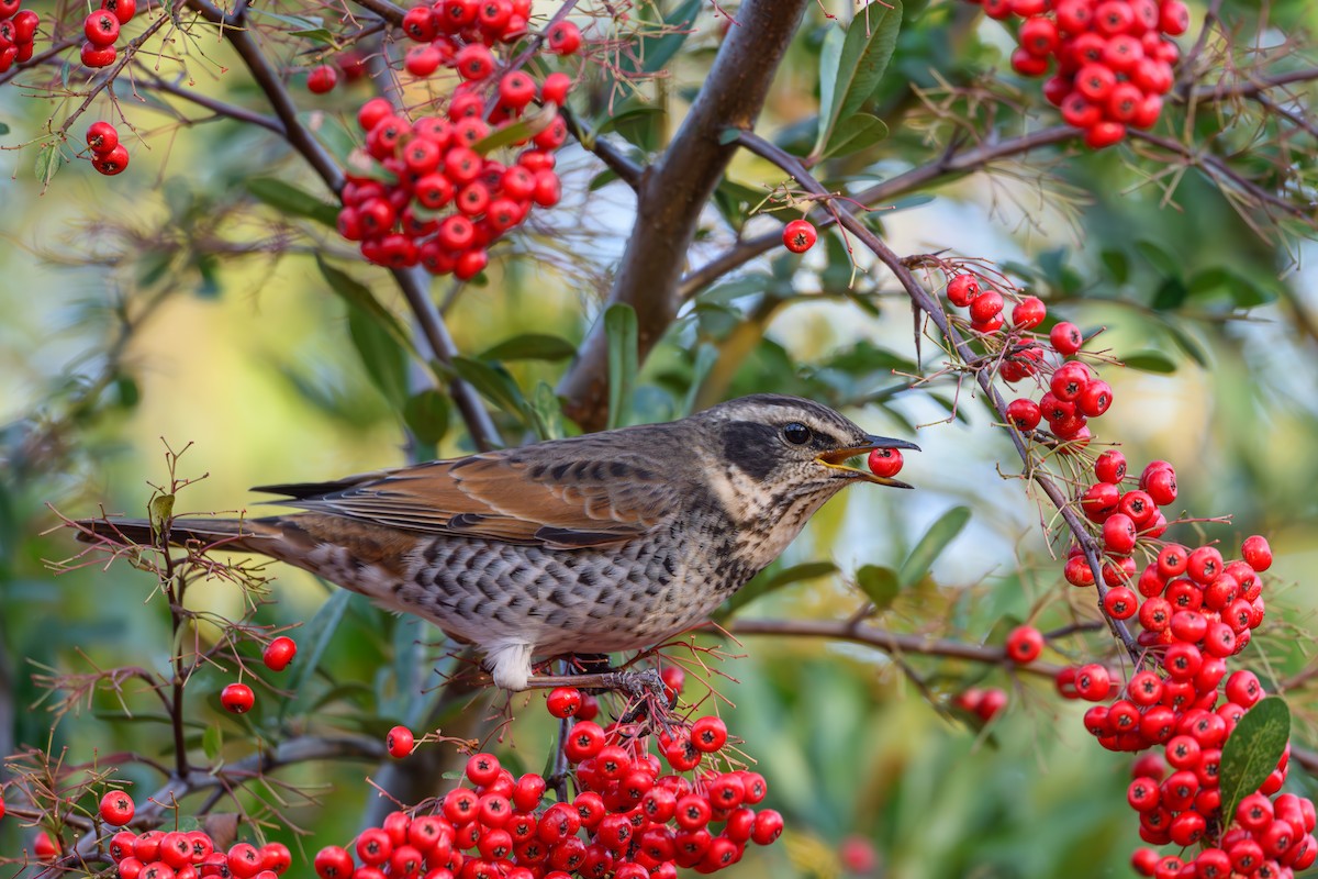 Dusky Thrush - ML646895505