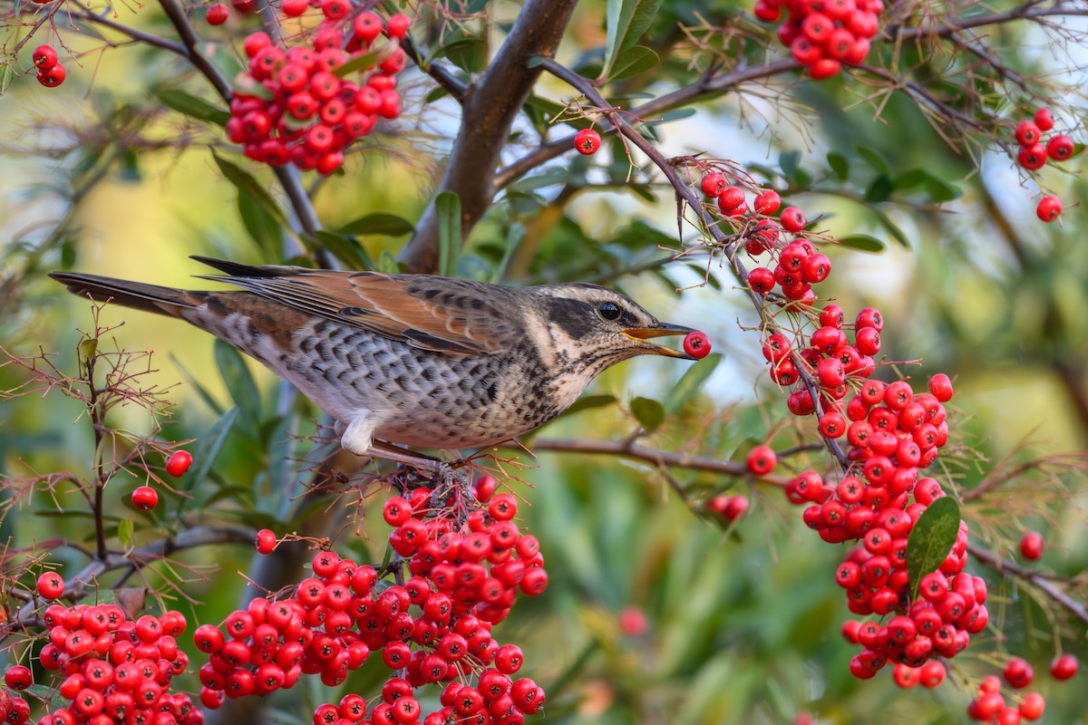 Dusky Thrush - ML646895506