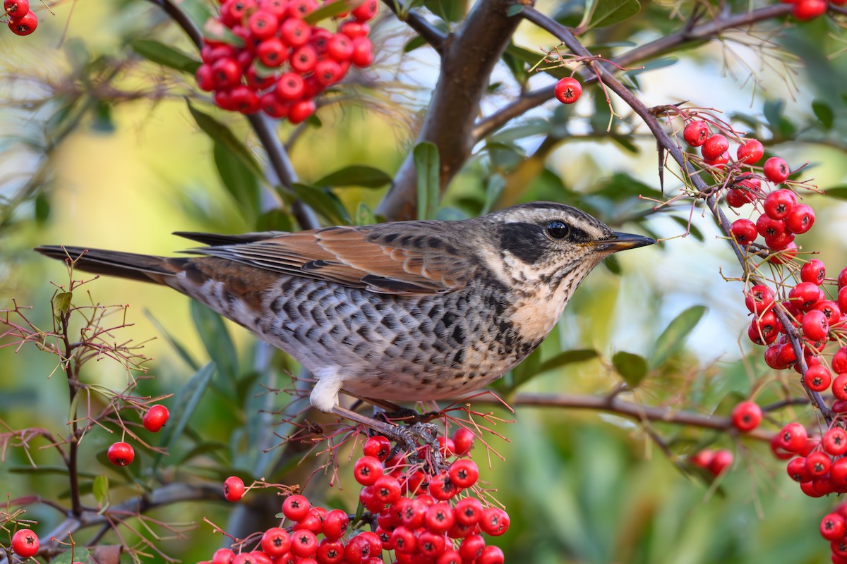 Dusky Thrush - ML646895507