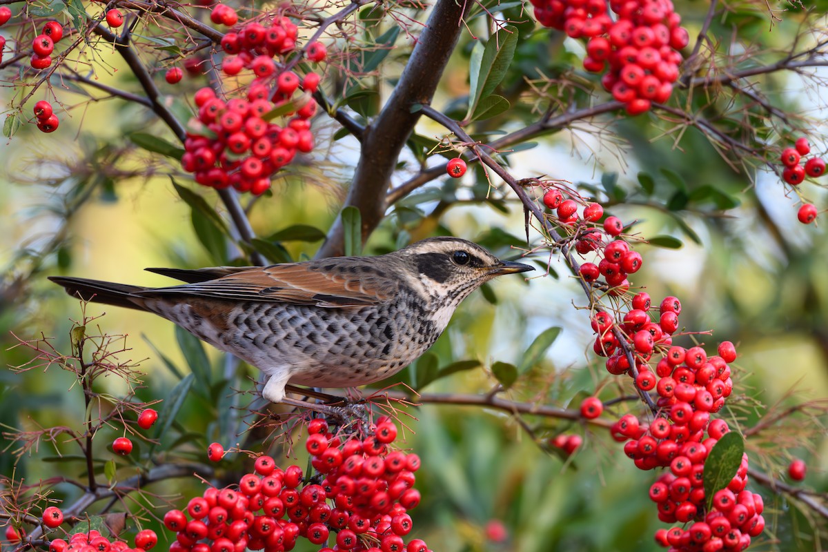 Dusky Thrush - ML646895508