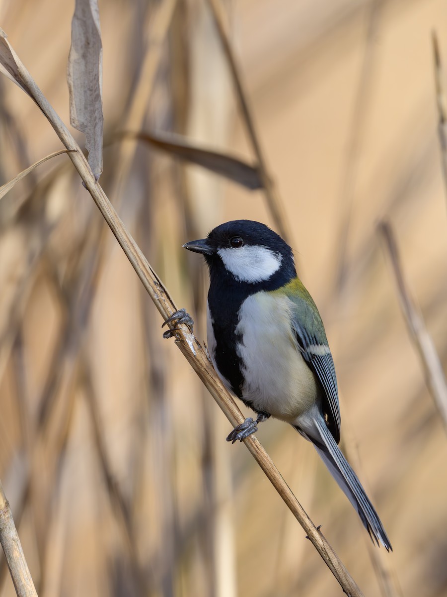 Asian Tit - ML646895510