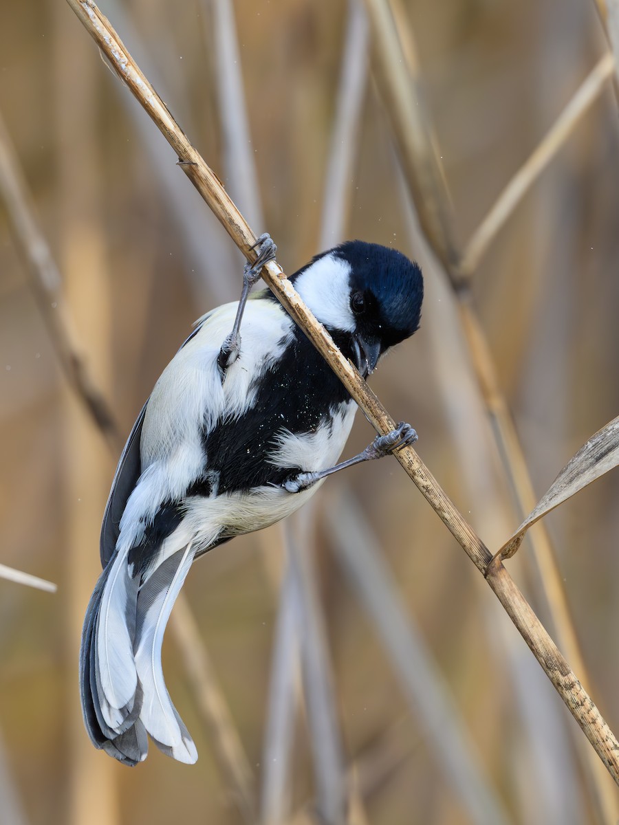 Asian Tit - ML646895511