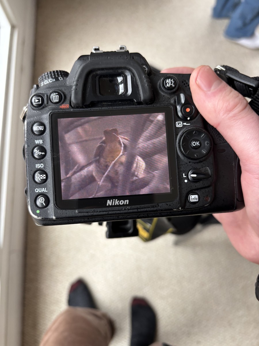 Turpial de Bullock - ML646895512