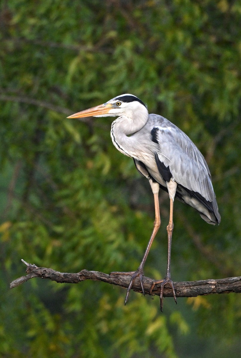Gray Heron - ML646895513