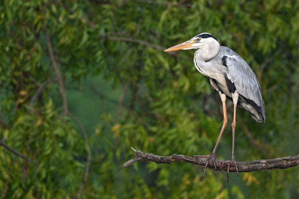 Gray Heron - ML646895514