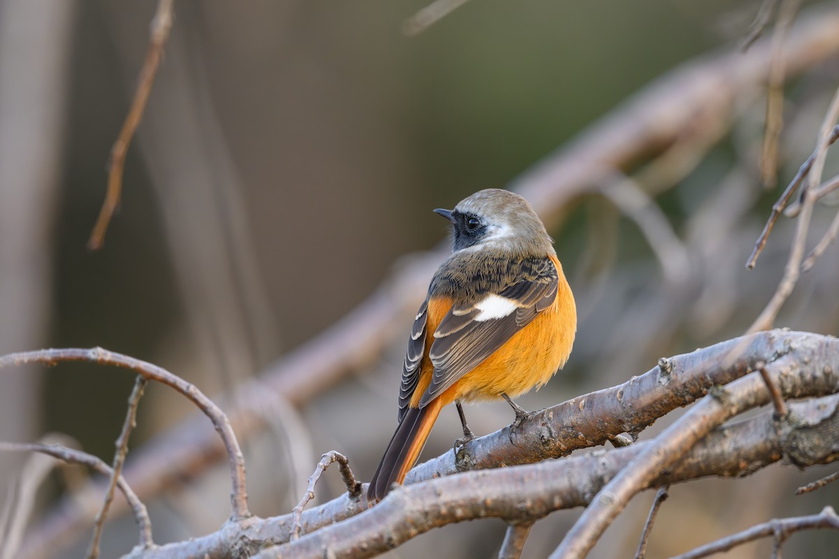 Daurian Redstart - ML646895517