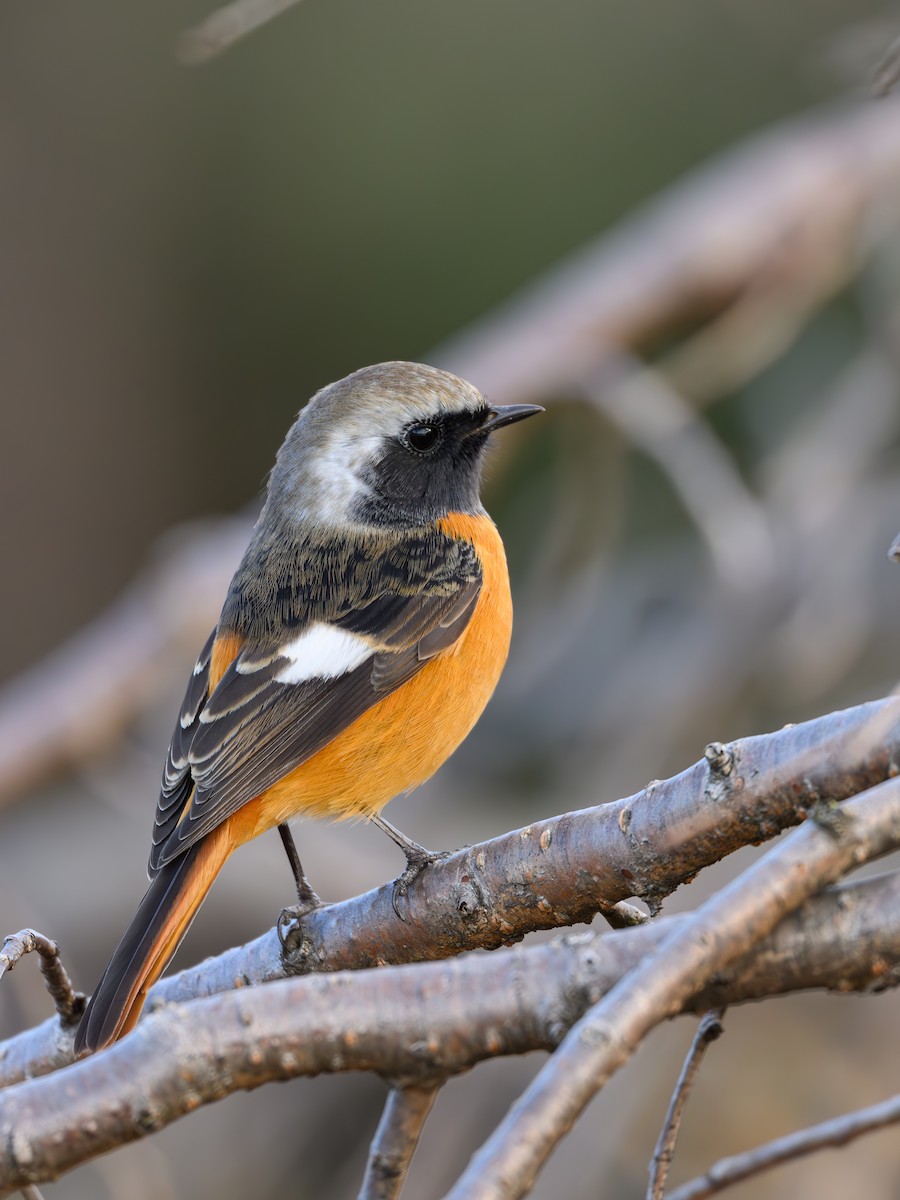 Daurian Redstart - ML646895518