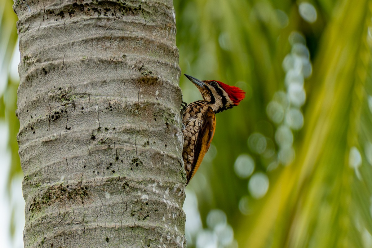 Alevsırt - ML646895519