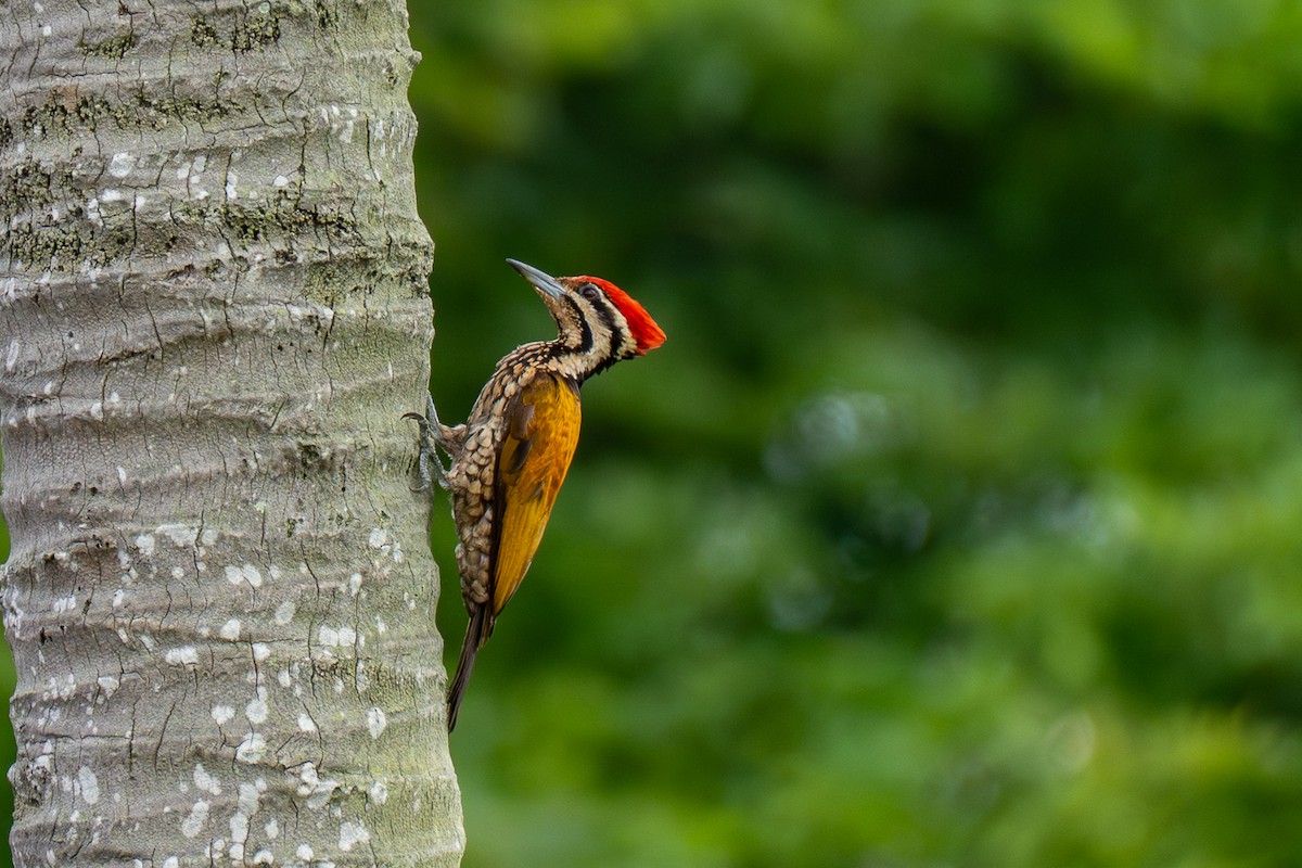 Alevsırt - ML646895520