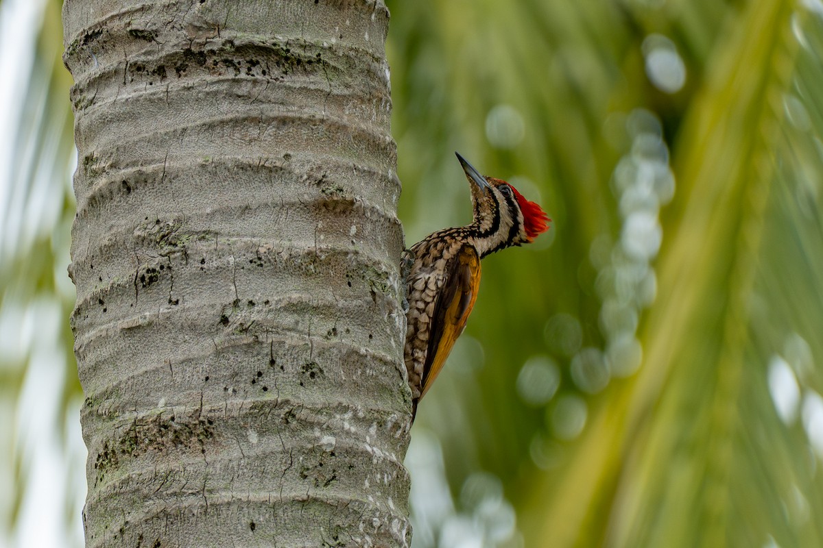 Alevsırt - ML646895521