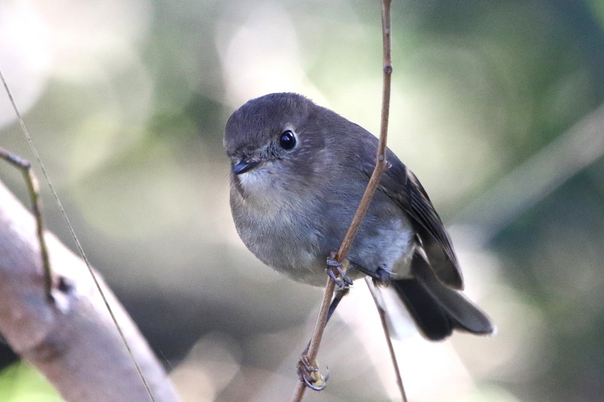 Pink Robin - ML646895523