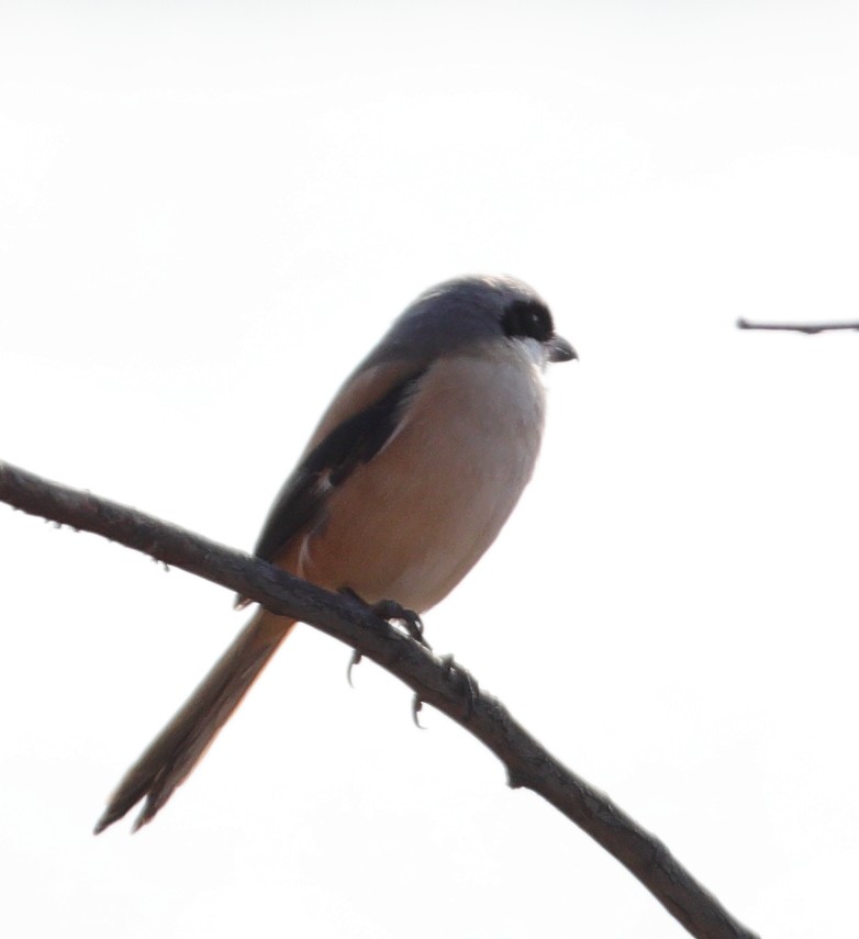 Long-tailed Shrike - ML646895524