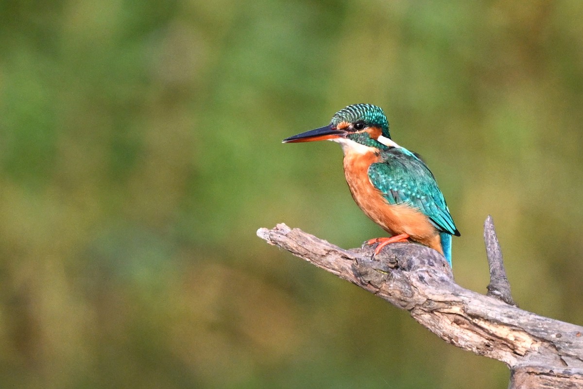 Common Kingfisher - ML646895525