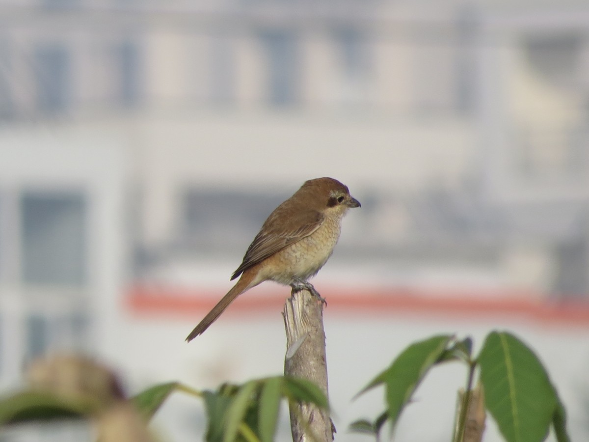 Brown Shrike - ML646895526