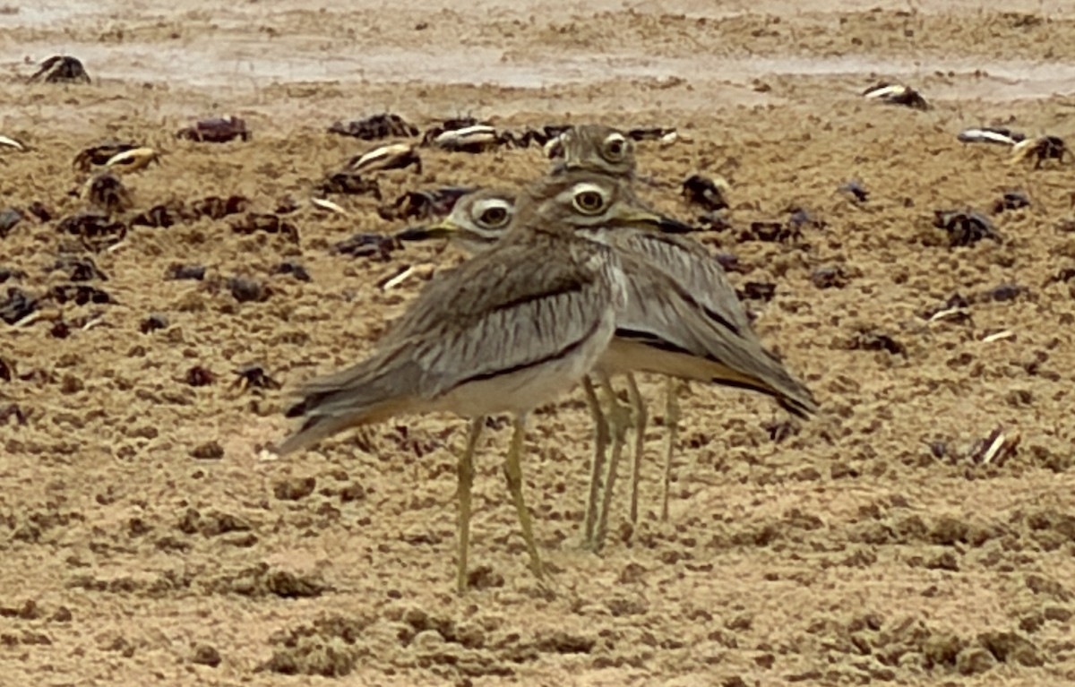 Лежень річковий - ML646895527