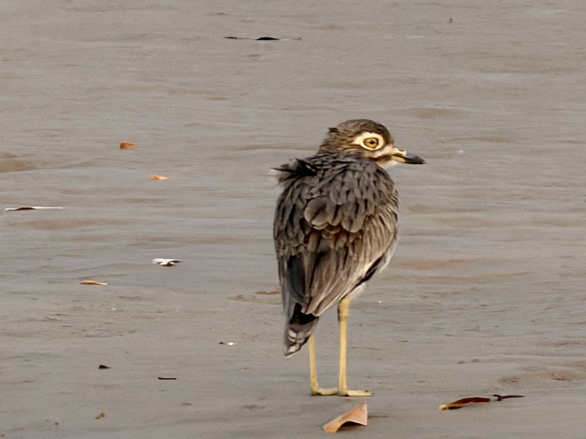 Лежень річковий - ML646895528