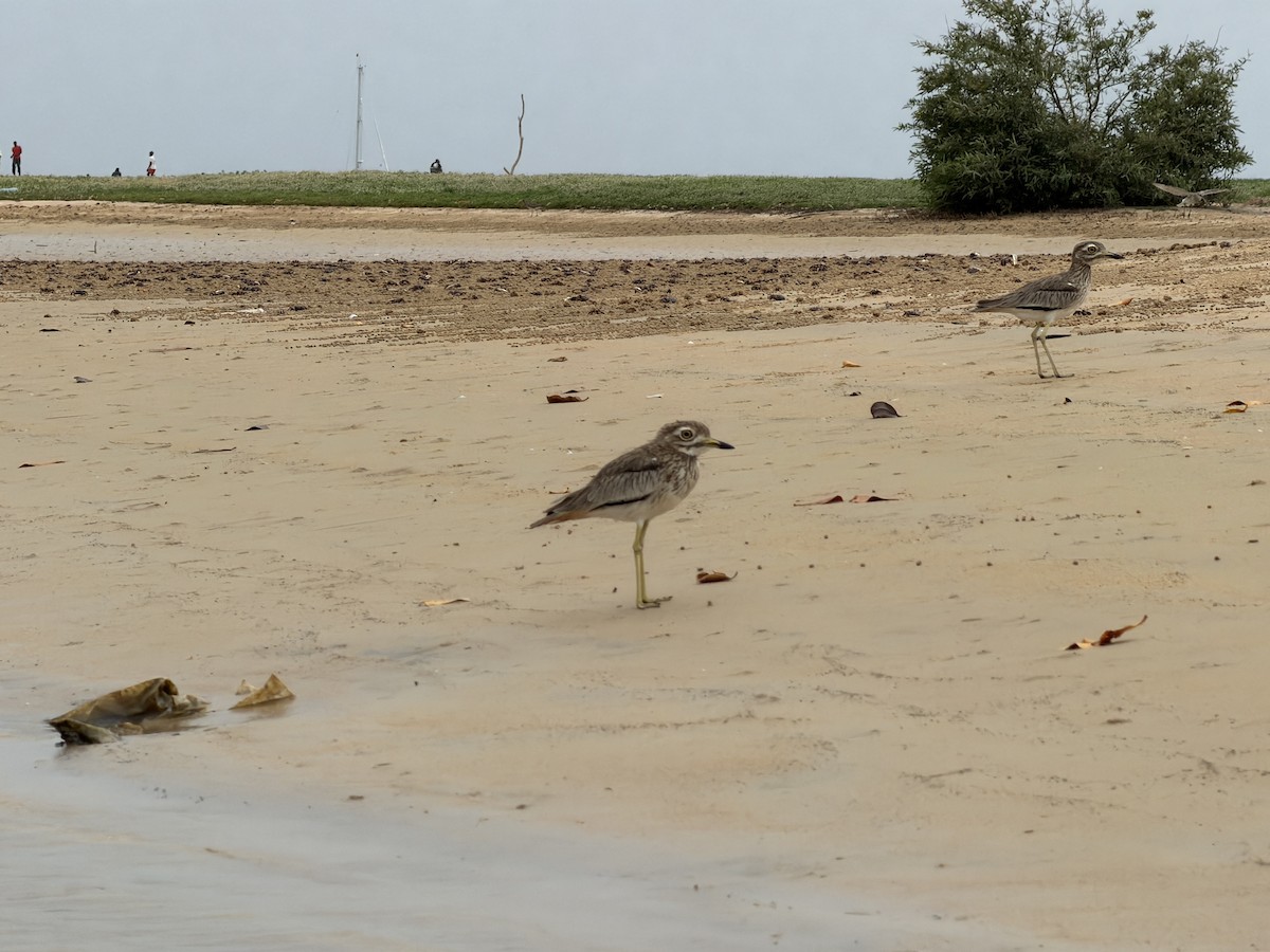 Лежень річковий - ML646895529