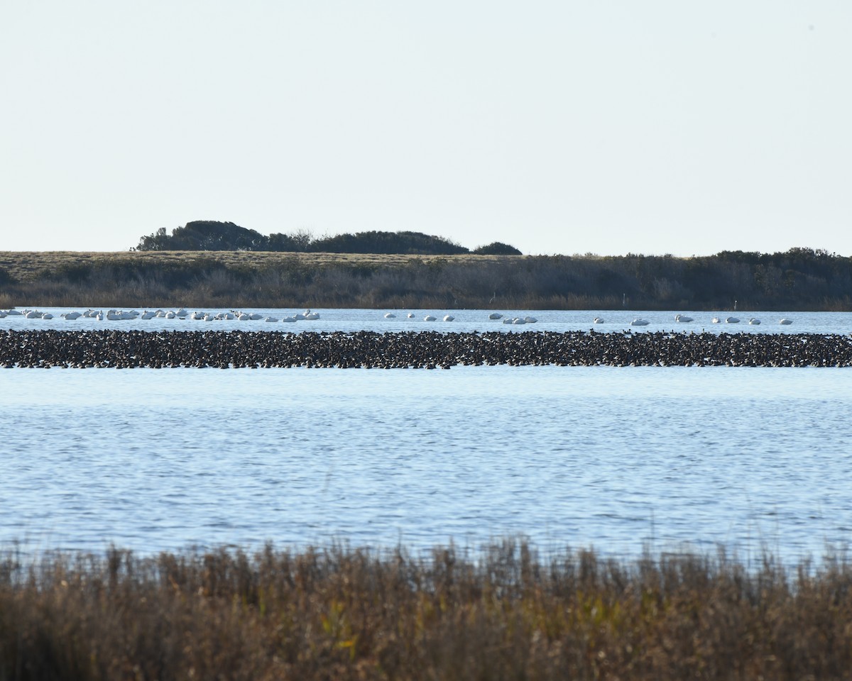 Porrón Americano - ML646895530
