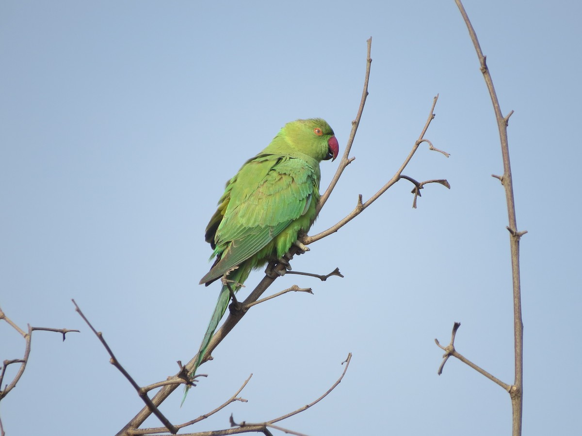 Rose-ringed Parakeet - ML646895532