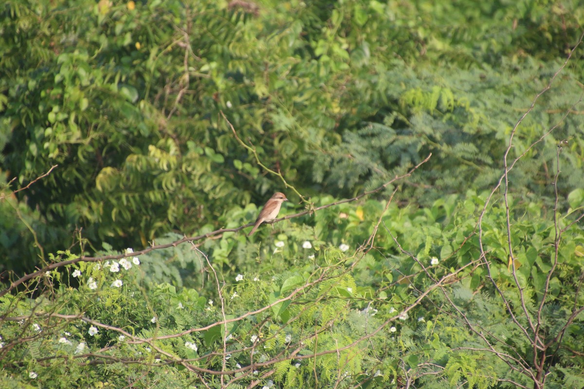 Сорокопуд терновий - ML646895554