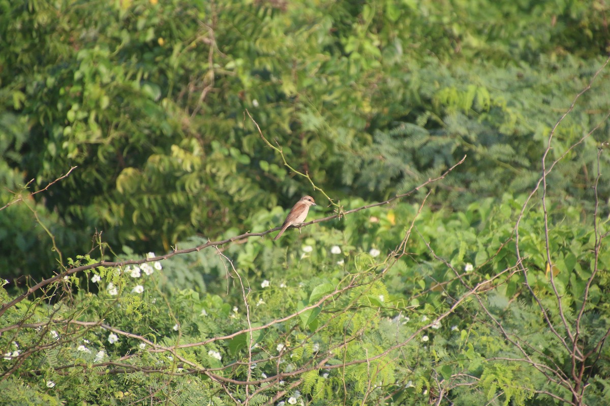 Сорокопуд терновий - ML646895555