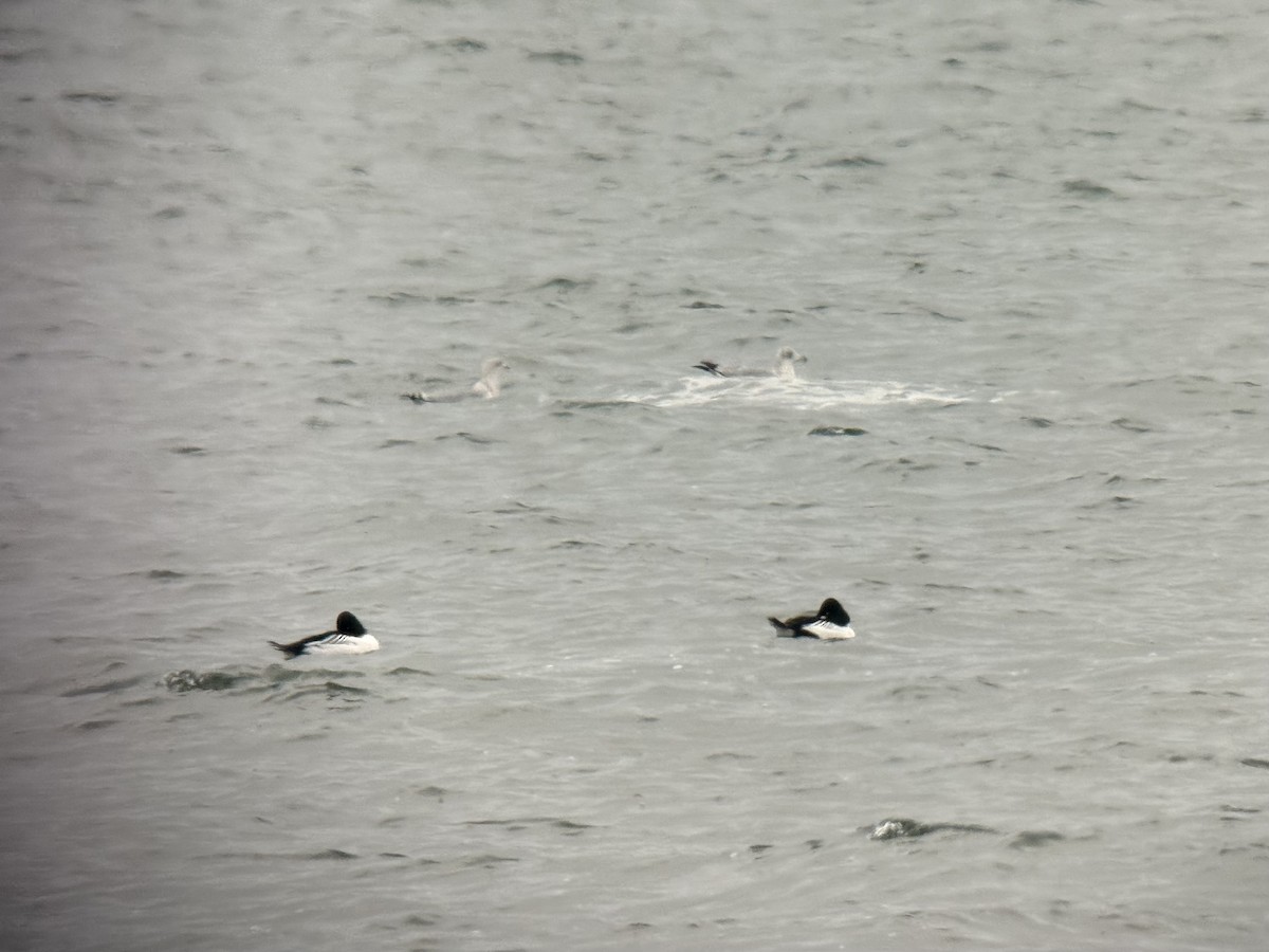 Common Goldeneye - ML646895557