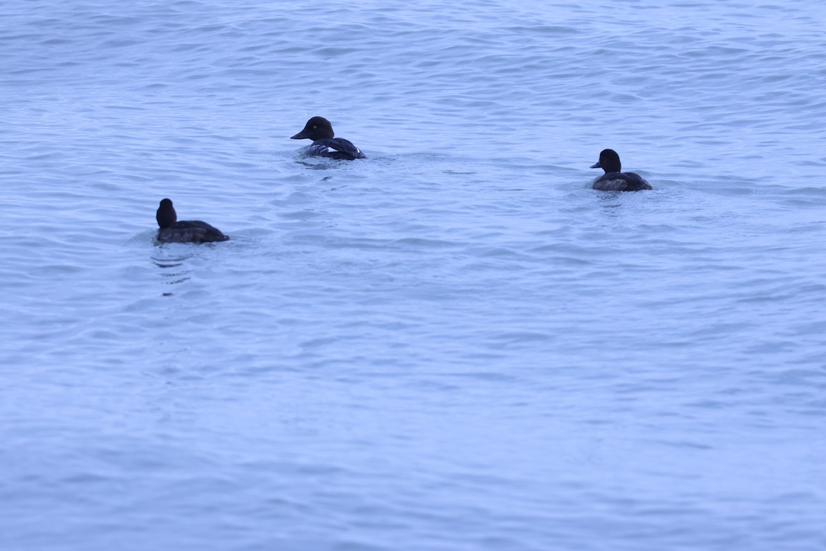 Common Goldeneye - ML646895559