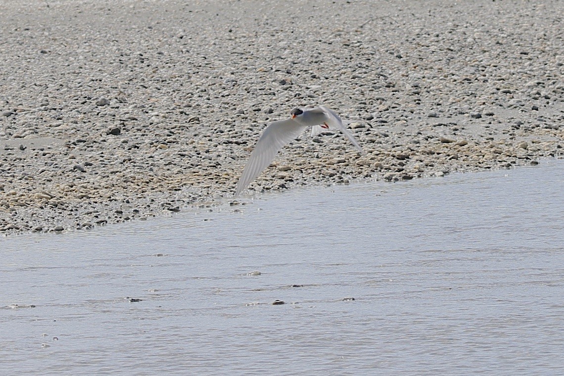 Black-fronted Tern - ML646895566