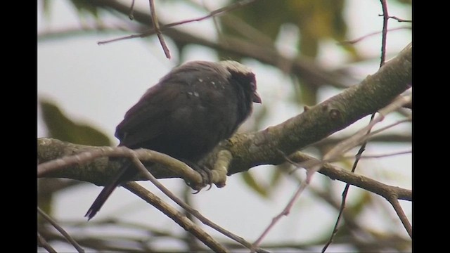 Gray-headed Nigrita - ML646895569