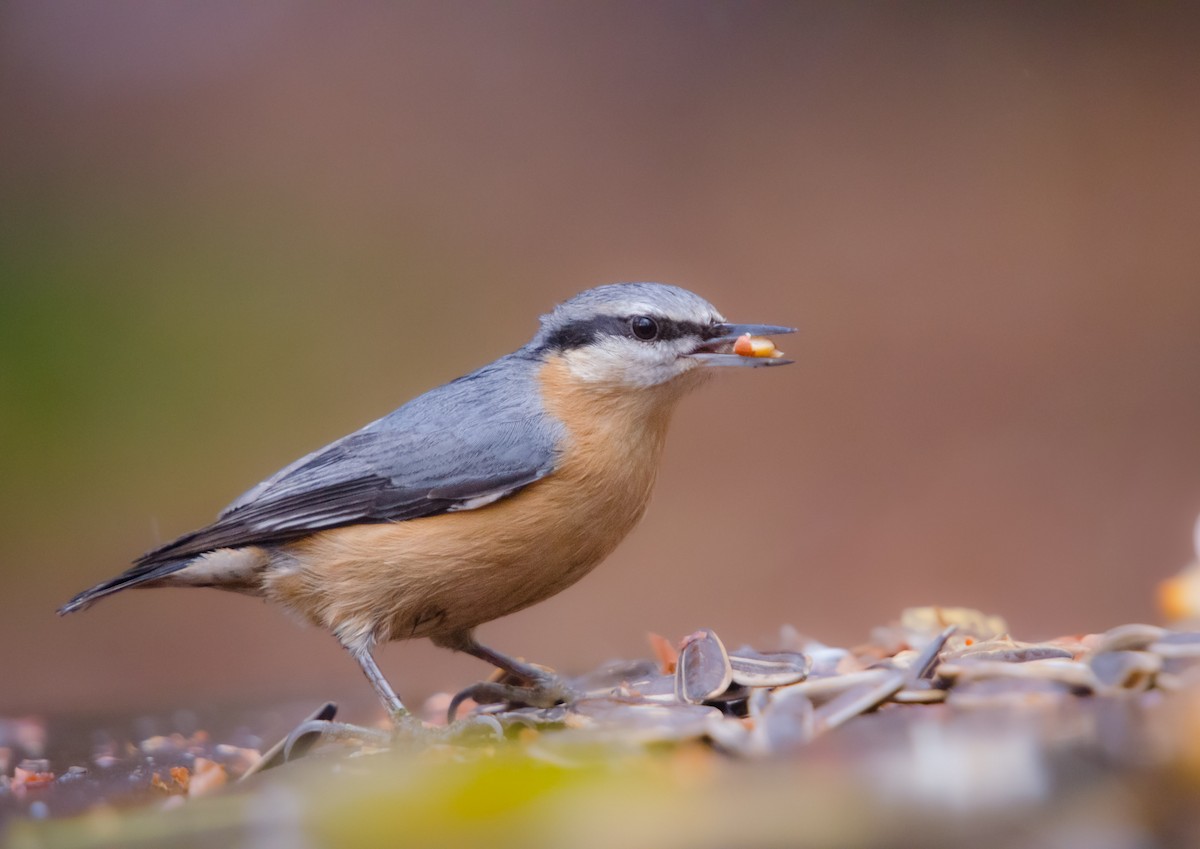 Garrapo eurasiarra - ML646895577