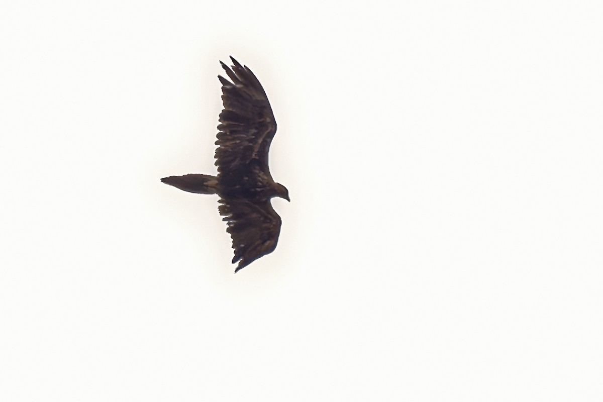 Águila Audaz - ML646895594