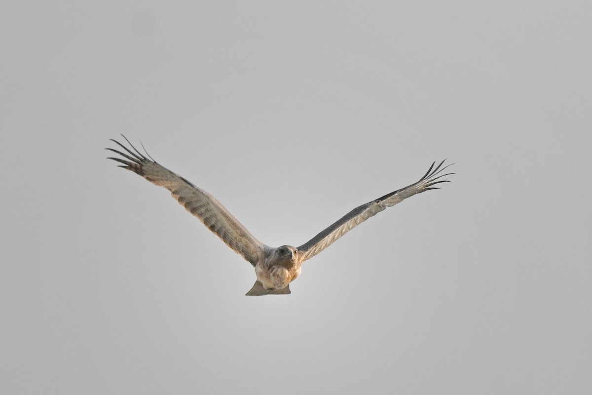 Bonelli's Eagle - ML646895596