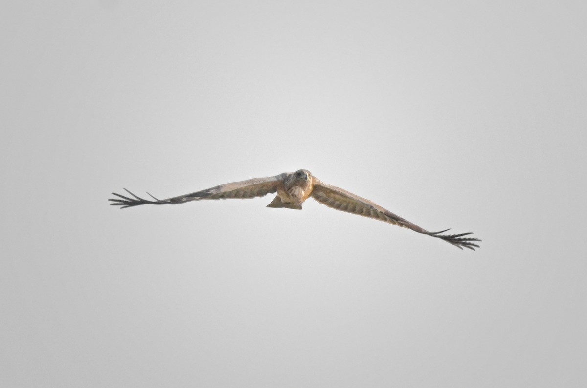 Bonelli's Eagle - ML646895597