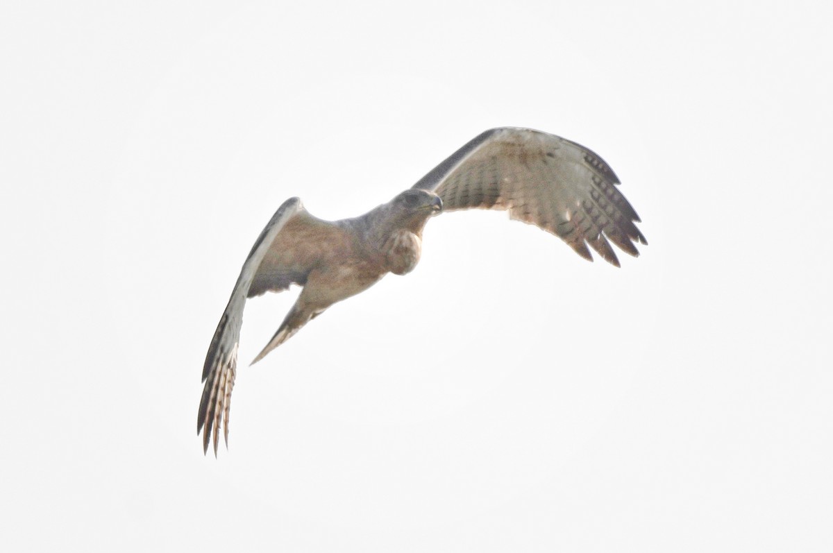 Bonelli's Eagle - ML646895598