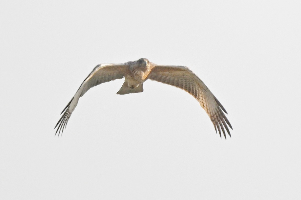 Bonelli's Eagle - ML646895599