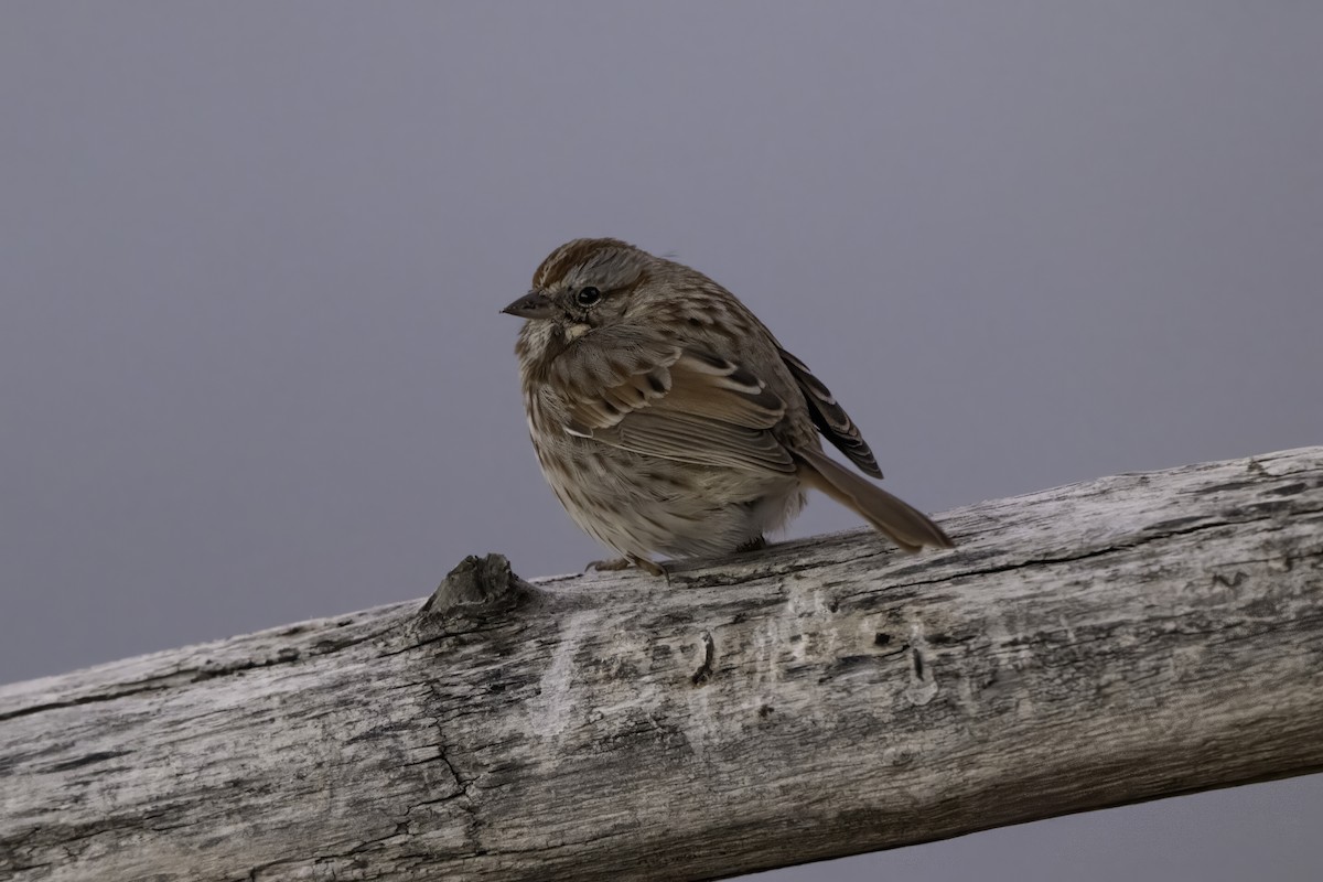 Song Sparrow - ML646895602