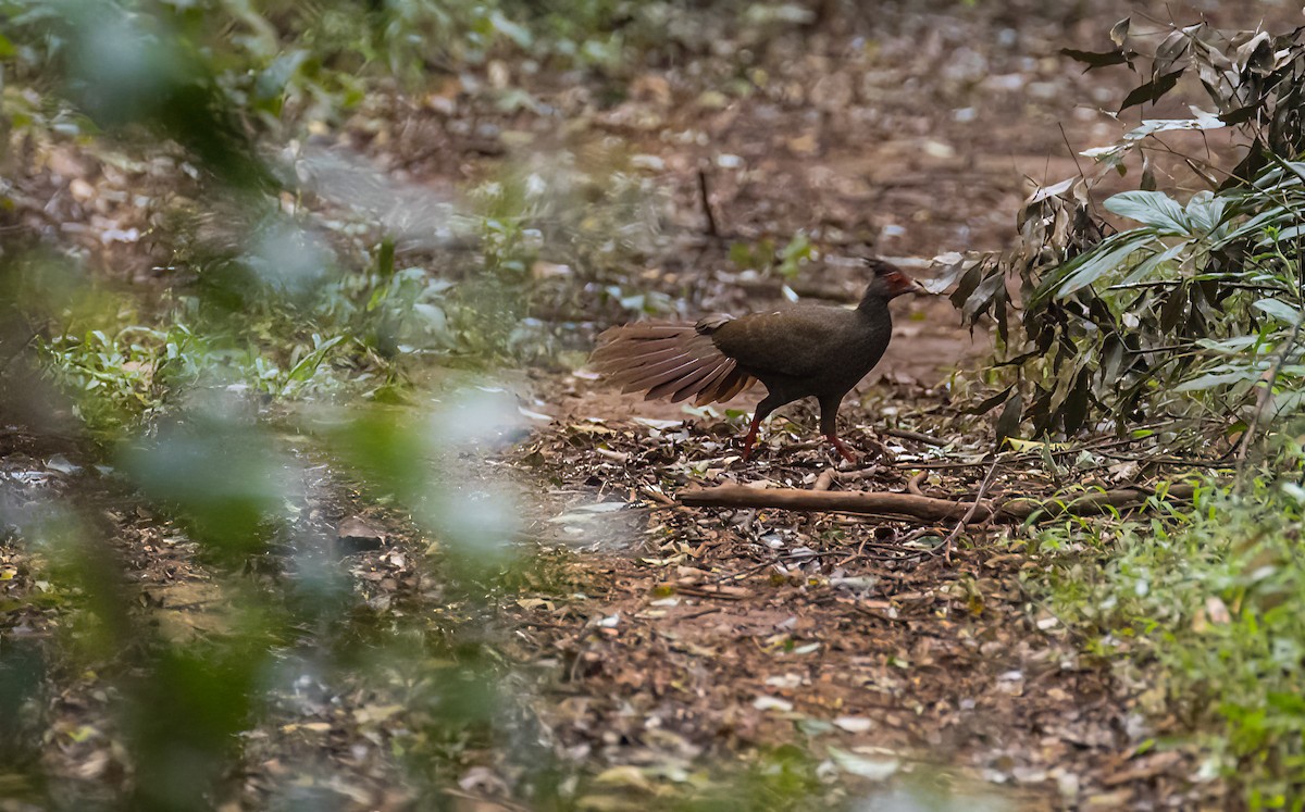 Лофур сріблястий - ML646895604