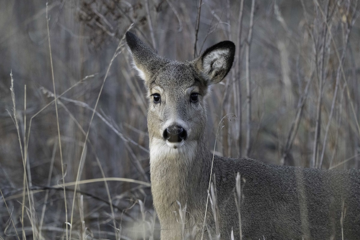 White-tailed Deer - ML646895606