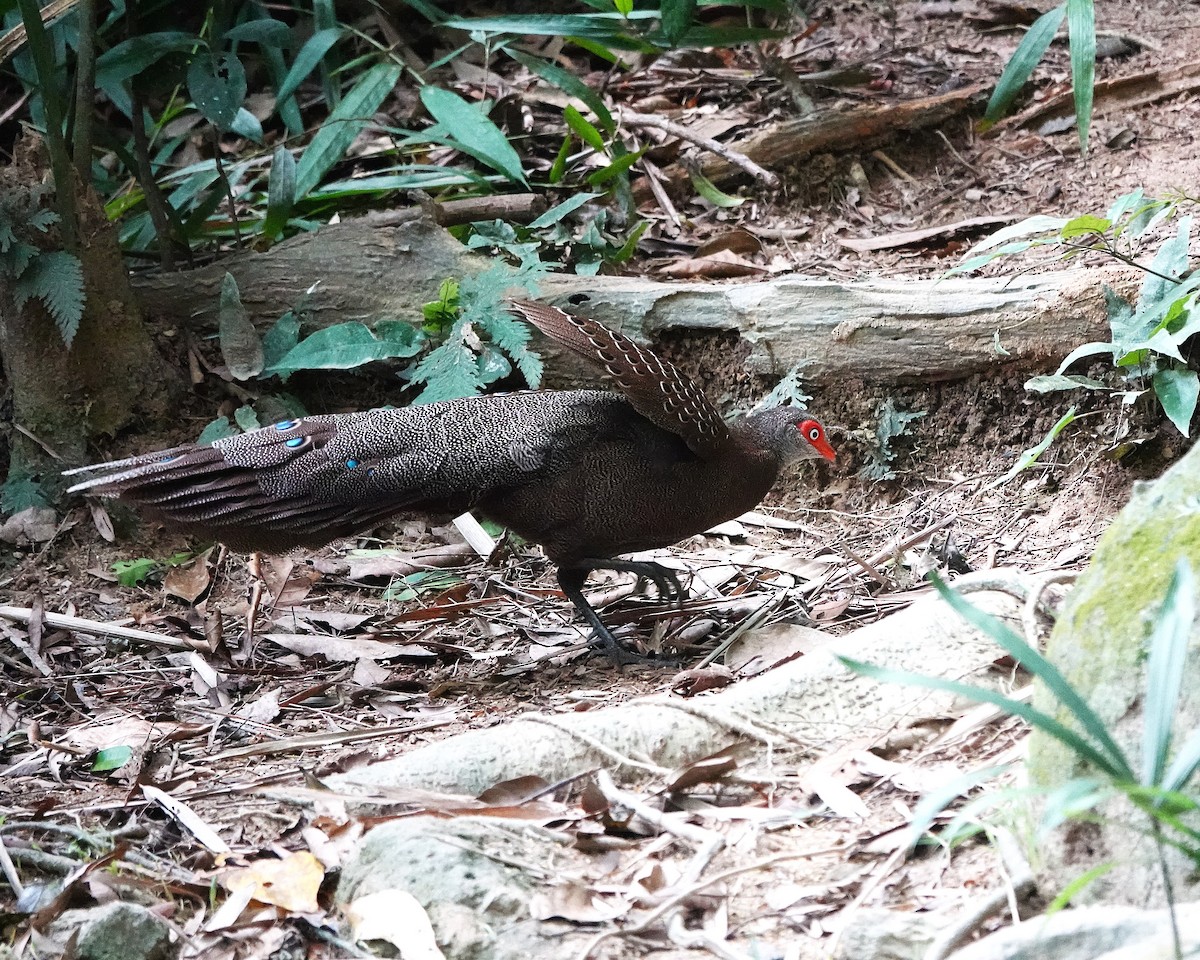 Hainan Peacock-Pheasant - ML646895616