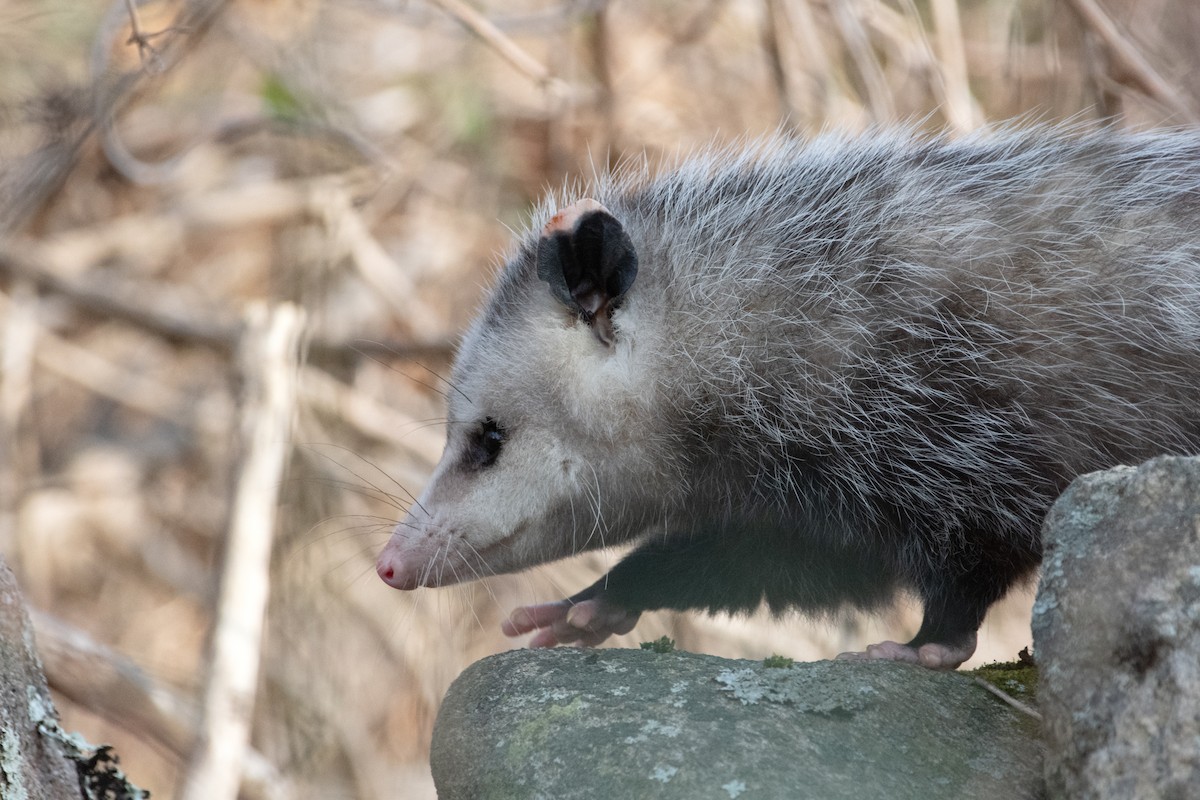 Animals - ML646895617