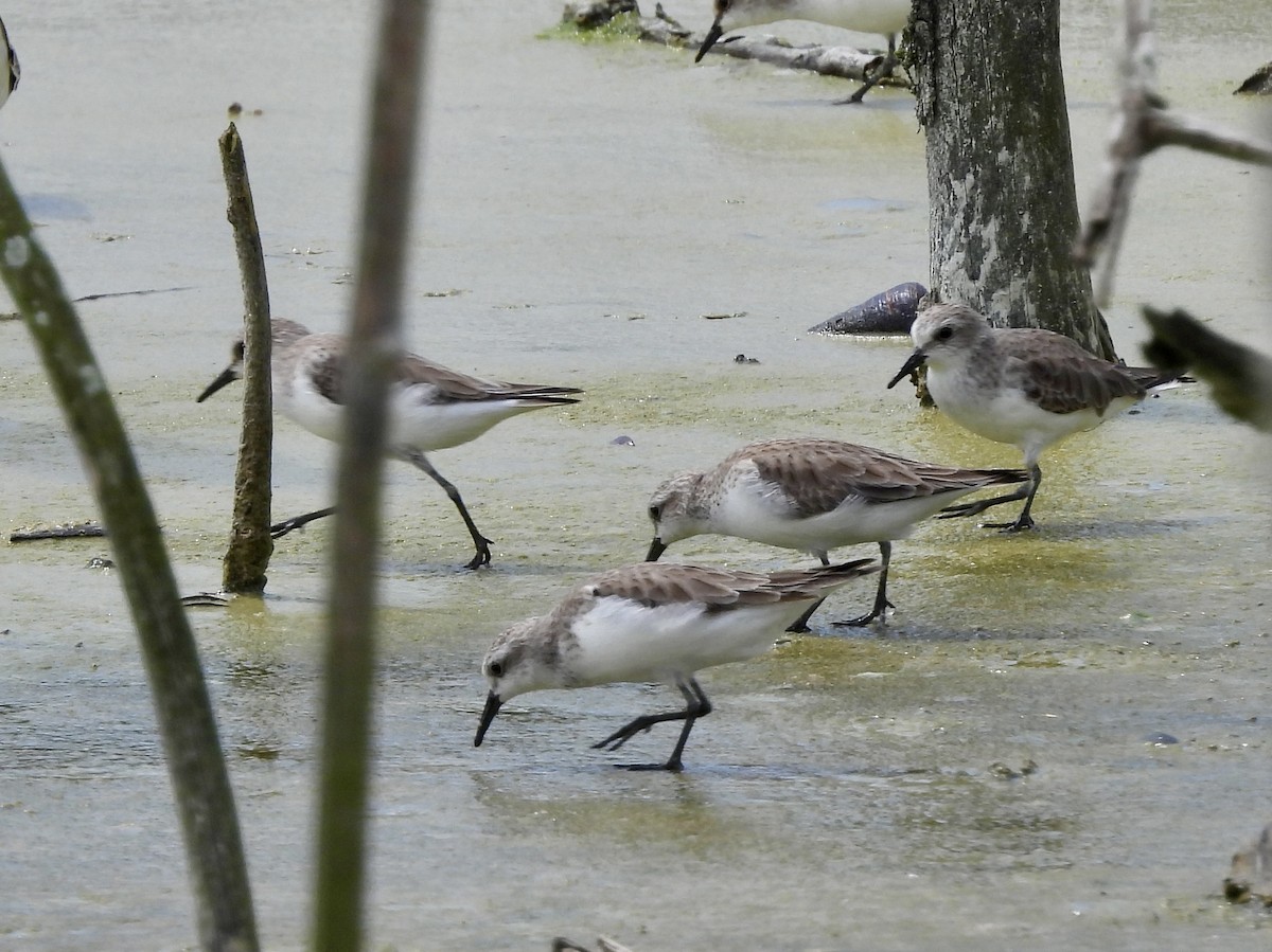紅胸濱鷸 - ML646895618