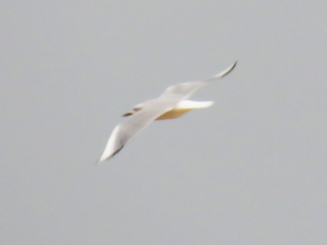 Slender-billed Gull - ML646895621
