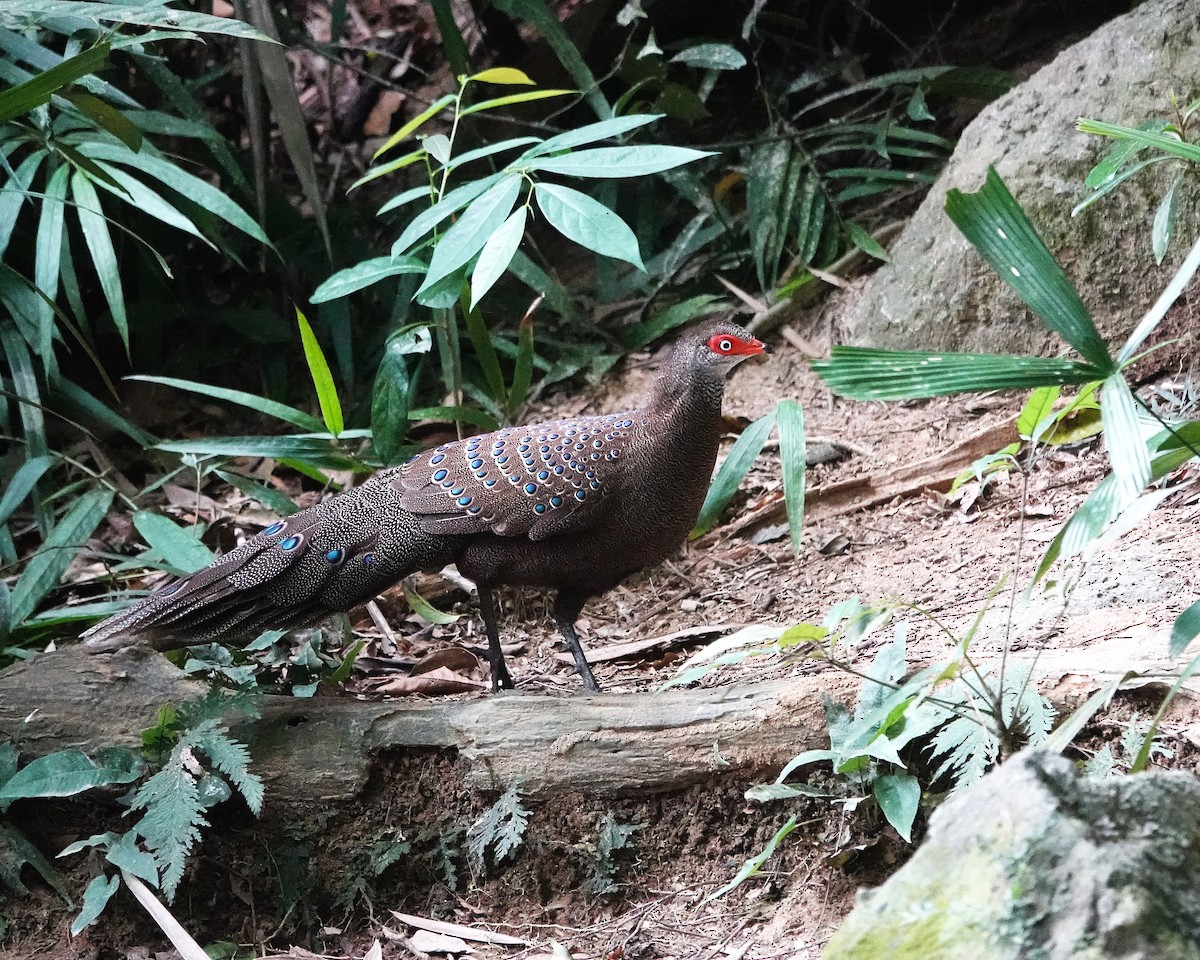 Hainan Peacock-Pheasant - ML646895622