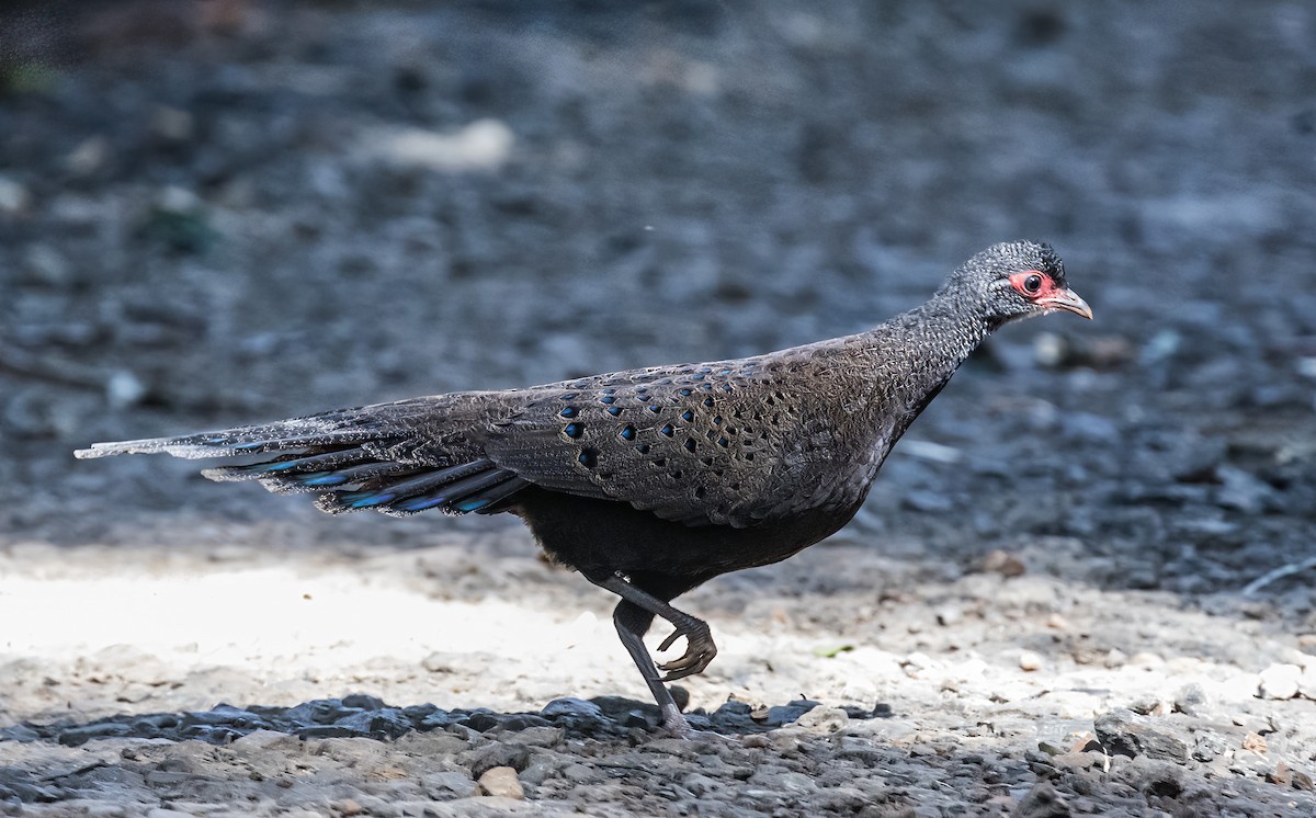 Віялохвіст в’єтнамський - ML646895624