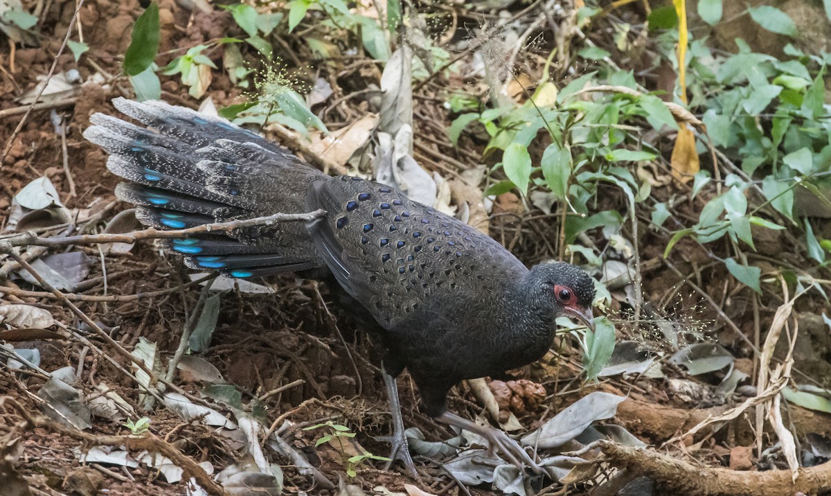 Віялохвіст в’єтнамський - ML646895625