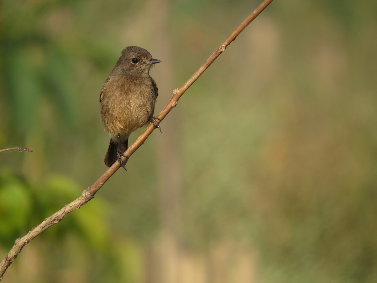 Pied Bushchat - ML646895626