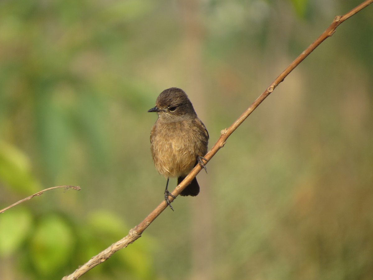 Pied Bushchat - ML646895627
