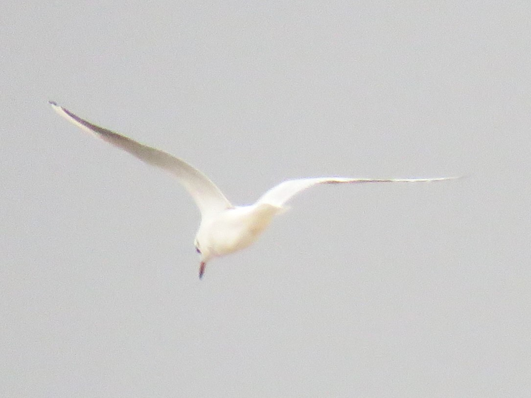 Slender-billed Gull - ML646895628